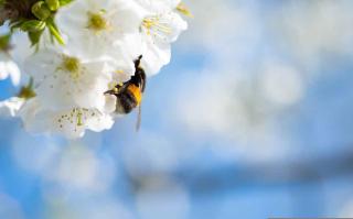 Transformation de la fleur de cerisier en fruit par pollinisation