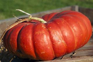 Potiron Rouge vif d'Etampes