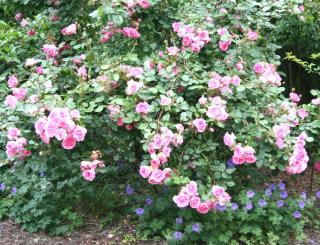 Rosier centenaire de lourdes - Rose sans contrainte