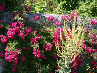 Rosier rose grimpant_Verbascum