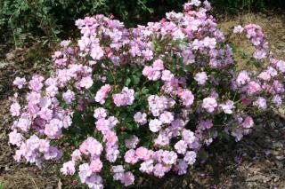 Rosier sans contrainte - Rosa 'Lavander dream'