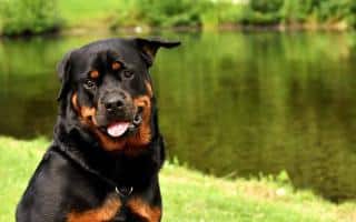 Les chiens les plus intelligents : le Rottweiler