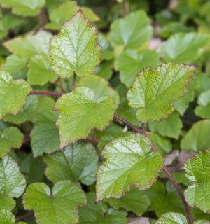 Rubus tricolor