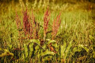 Rumex-plante-bio-indicatrice-de-nitrites-dans-le-sol