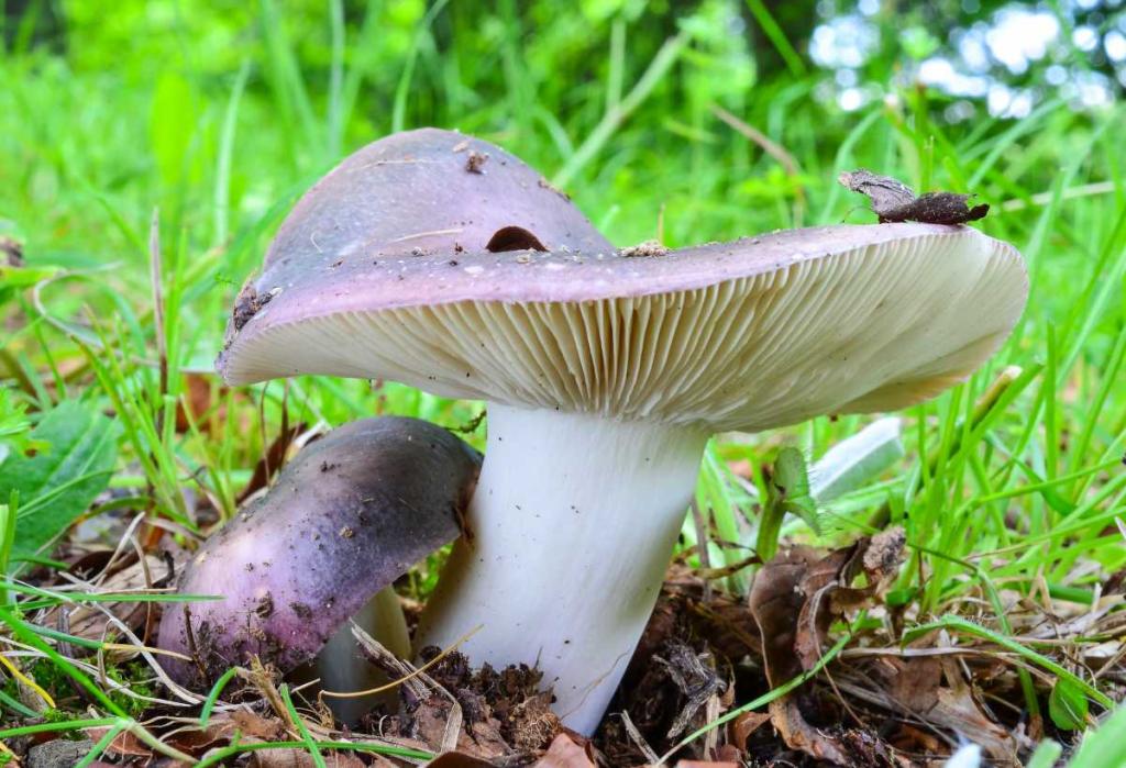 Russule charbonnière - Russula cyanoxantha