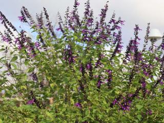 Salvia guaranatica