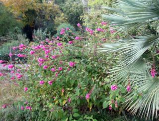 Salvia involucrata