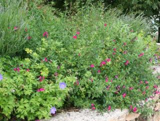 Salvia microphylla