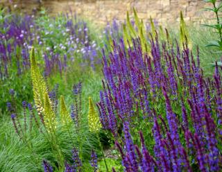 Salvia nemorosa