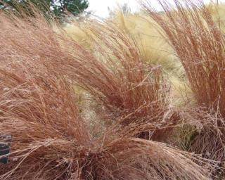 Schizachyrium scoparium 