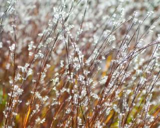 Schizachyrium scoparium 