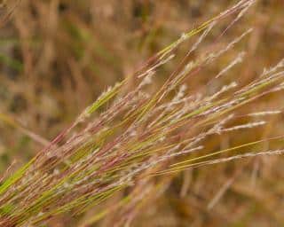 Schizachyrium scoparium 