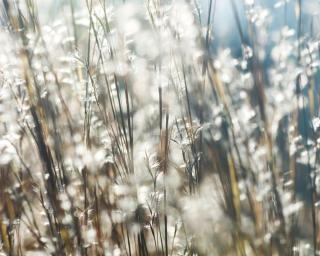 Schizachyrium scoparium 