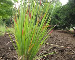 Schizachyrium scoparium 