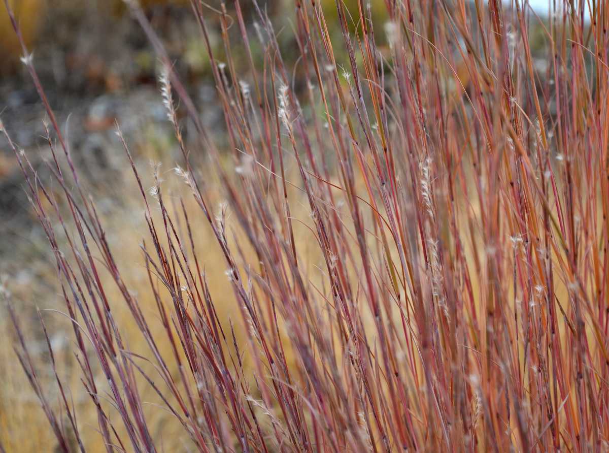 Schizachyrium scoparium