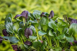 Semis-de-verdure-asiatique-pour-lhiver