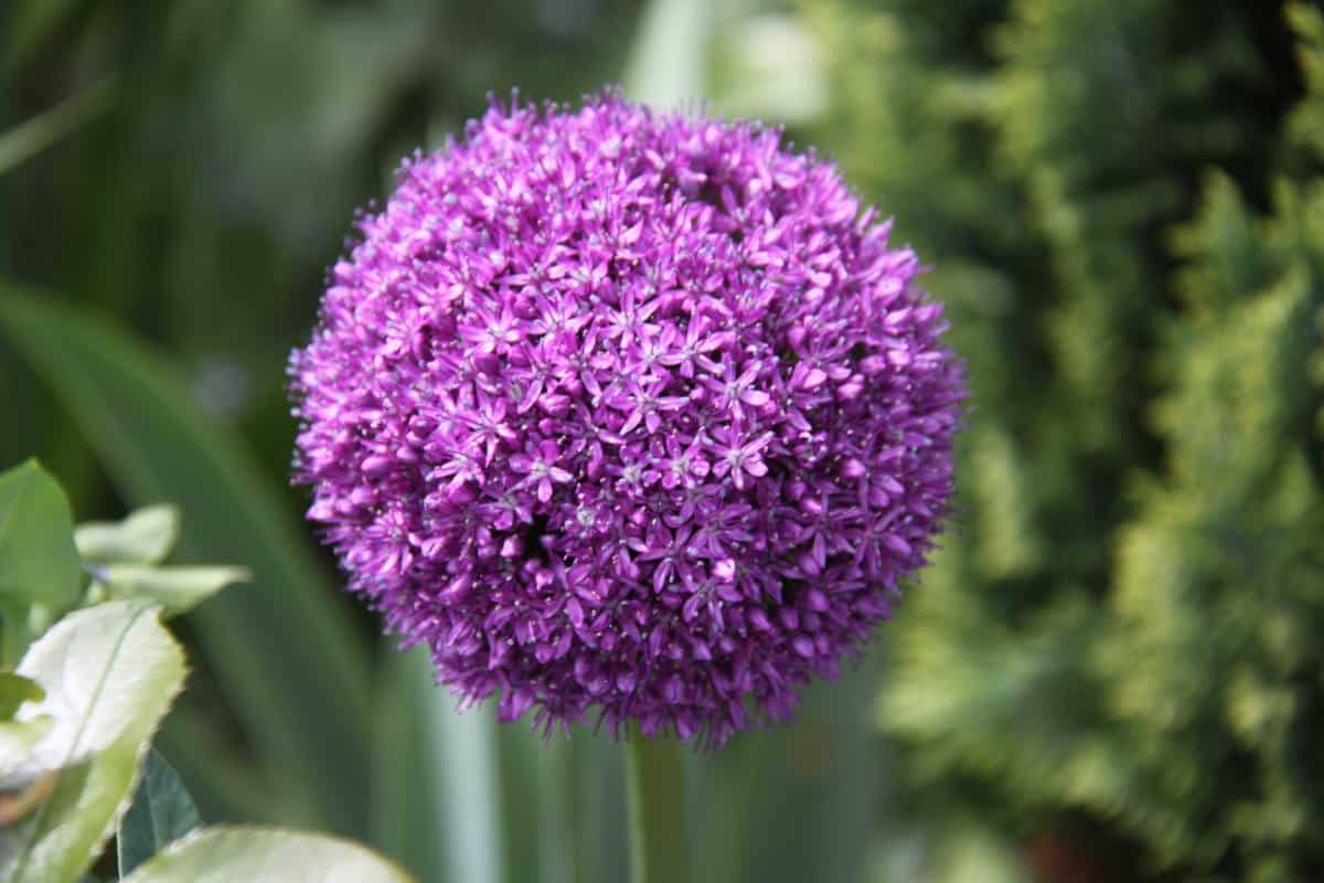 Variétés Allium giganteum - ail ornemental ornement