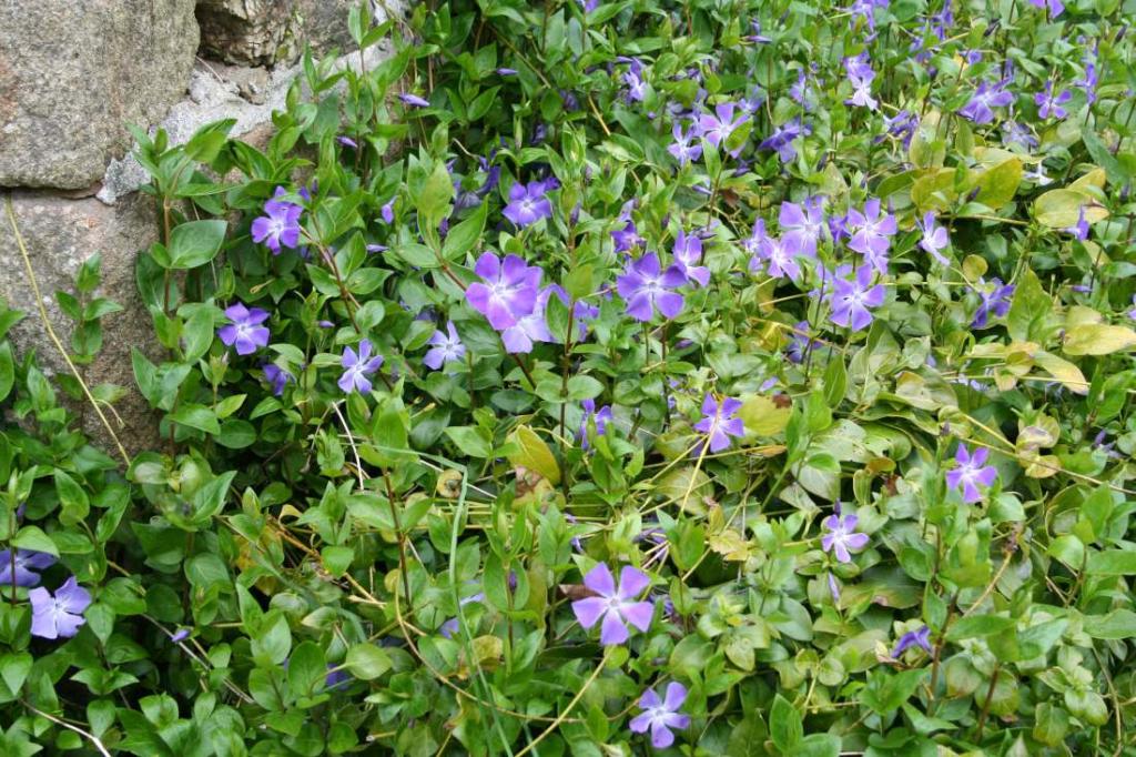 Plantes couvre-sols qui évitent la pousse des mauvaises herbes