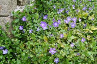 Vinca major_pervenche couvre sol qui bloque les mauvaises herbes