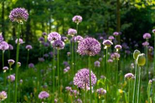 ail ornement en fleur au milieu couvre-sol