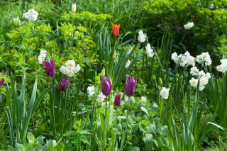 association tulipe narcisse massif