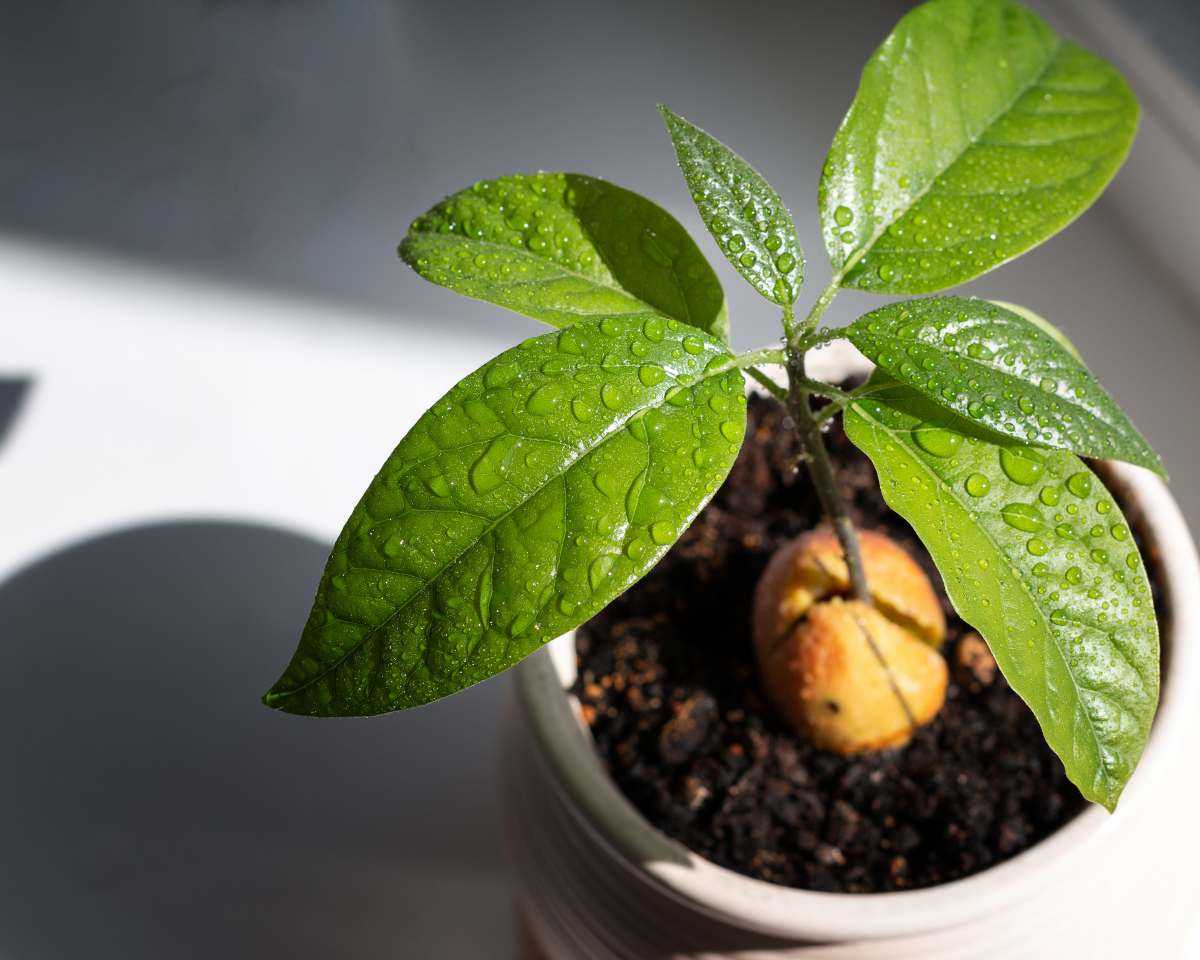 Les plantes d'intérieur, conseil plantation, culture et entretien, Leaderplant - Apprendre à jardiner