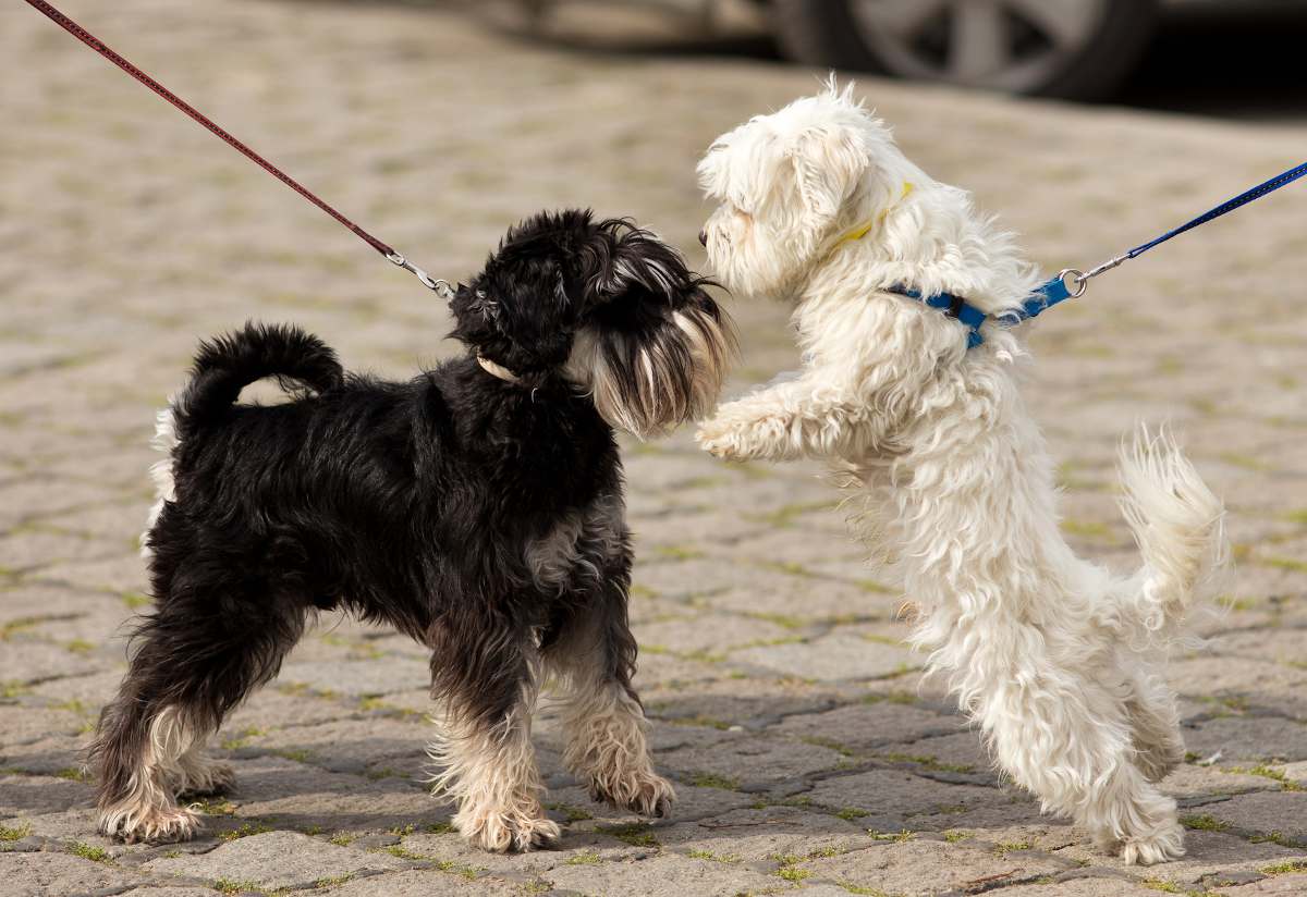 bagarre entre chien agressif