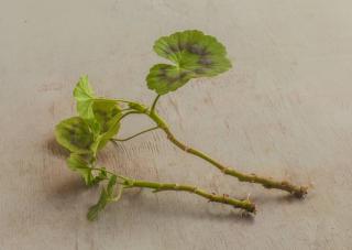 bouture de geranium pelargonium