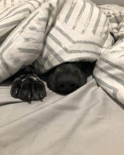 La peur de l'orage chez le chien, quelles solutions ?