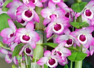 dendrobium - orchidee bambou