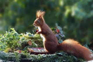 l'écureuil roux, l'attirer au jardin