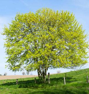 erable champetre - Acer campestre