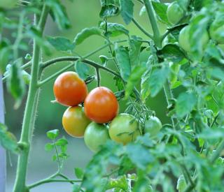 faire murir legume fin été