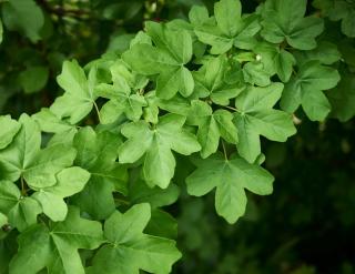 feuille et feuillage erable champetre - Acer campestre