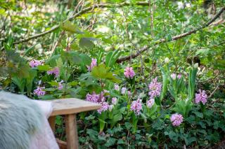 fleur a bulbe sous arbre arbuste