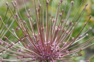 fruit allium