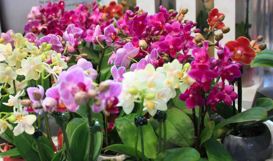 orchidées soin culture variétés