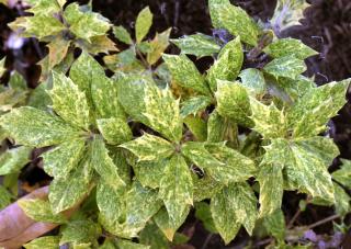 osmanthe - faux houx - osmanthus heterophyllus - feuillage panaché