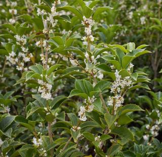 osmanthe - fleur parfumée - osmanthus heterophyllus