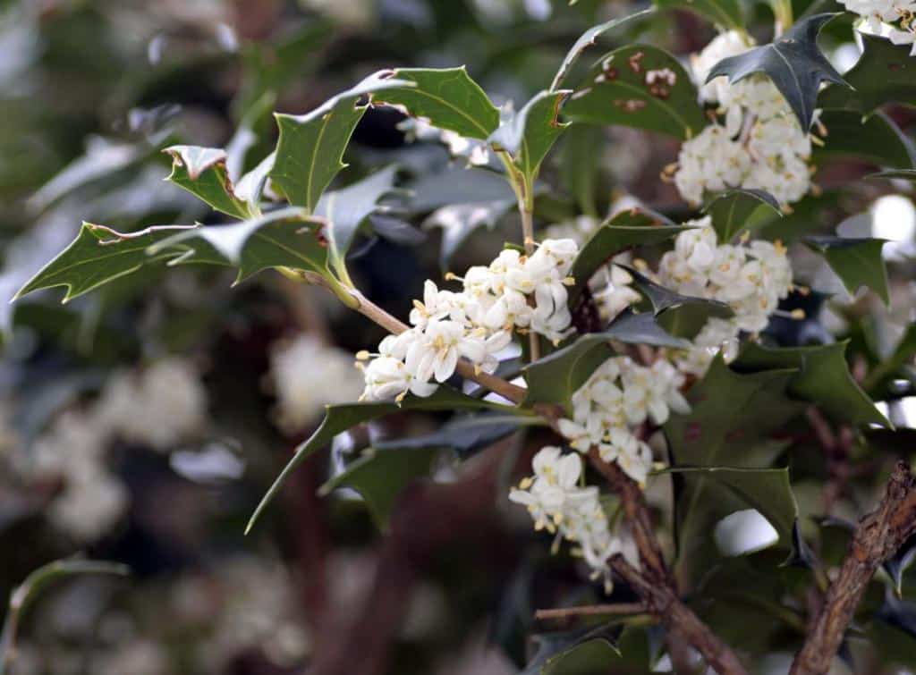 osmanthe - osmanthus heterophyllus