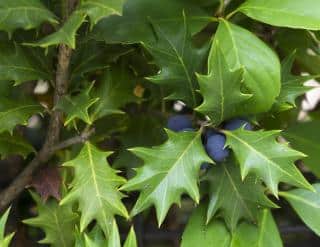 osmanthe osmanthus heterophyllus baie fruit bleu