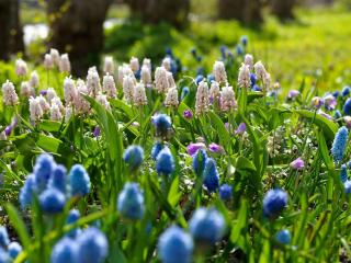 petite fleur a bulbe gazon pelouse