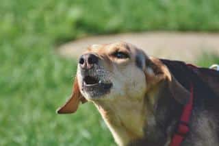 La peur de l'orage chez le chien, les manifestations