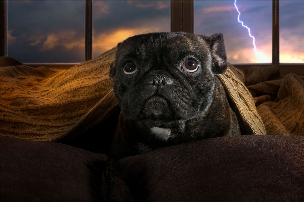 chien qui a peur de l'orage