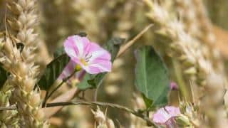 plante-indicatrice-dun-sol-asphyxie