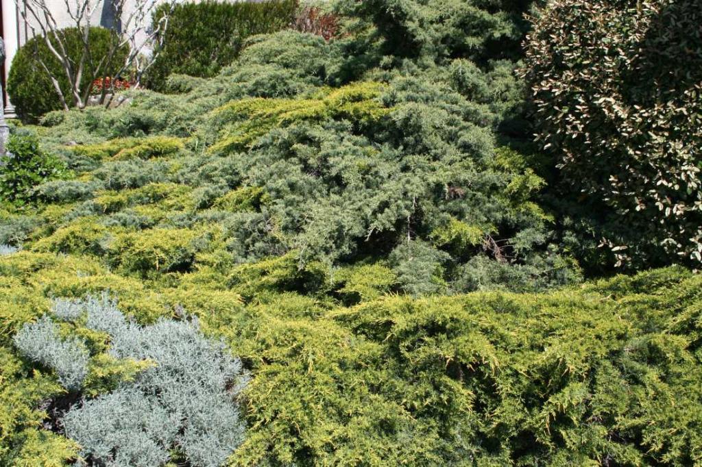 Plante Couvre Sol Anti Mauvaise Herbe
