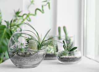 plantes adaptées pour terrarium