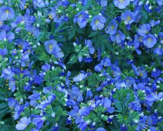 polemonium