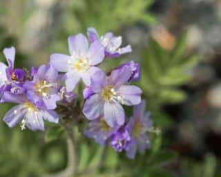 polemonium