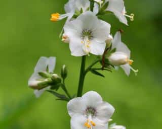 polemonium